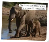  ?? ?? Elephants can sense water from over 12 miles away