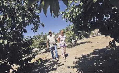  ?? Photog raphs by Bob Chamberlin
Los Angeles Times ?? DAVE AND CINDY SHIELDS walk through the cherry orchard they planted 15 years ago. This year, not one ripe cherry dangled from a tree in the Leona Valley when the annual Leona Valley Cherry Parade and Festival kicked off in early June.