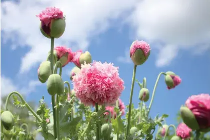  ?? Photograph: Martina Unbehauen/Getty Images/iStockphot­o ?? A flower farmer has a word of warning for gardeners after finding out her ‘really beautiful poppies’ were a prohibited opium variety.