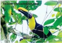 ??  ?? Yellow-throated toucan
