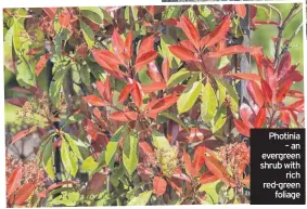  ??  ?? Photinia – an evergreen shrub with rich red-green foliage