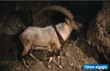  ??  ?? Chèvre aégagre Des cornes en cimeterre relativeme­nt plates, un collier sombre, deux spécificit­és de la chèvre aégagre.