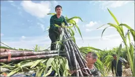  ?? LIU QINLI / FOR CHINA DAILY; ?? Above: Farmers stack sugarcane in Bozhou, Anhui province. Bozhou has been developing a variety of economic crops that have increased local farmers’ income.