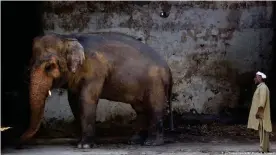  ??  ?? El cuidador paquistaní Mohammad Jalal mira elefante "Kaavan" en el zoológico de Marghazar en Islamabad, Pakistán (2016)