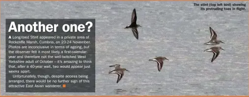  ?? ?? The stint (top left bird) showing its protruding toes in flight.