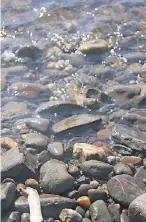  ??  ?? Nicht schillernd bunt, aber häufig noch ganz: Muscheln vom Hitdorfer Rheinstran­d. Zwischen den vielen Uferkiesel­n finden sich wunderbare Flitschest­eine.