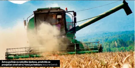  ?? Dragutin šantoši ?? Žetva počinje za nekoliko tjedana, predviđa se prosječan urod od 4,7 tona po hektaru