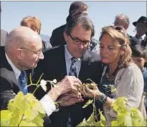  ??  ?? Pere Llopart mostrando la floración de la uva