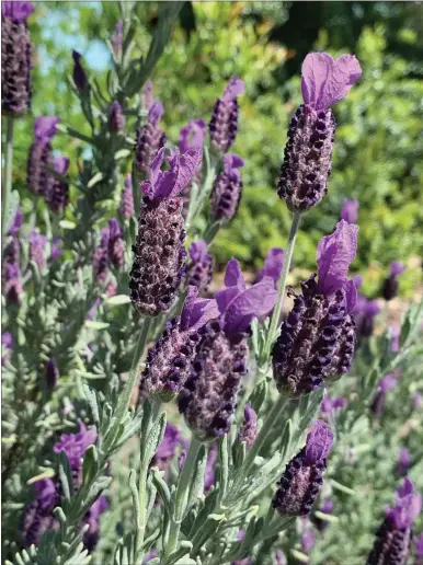  ?? PHOTOS BY LAURA KLING — UC MASTER GARDENERS OF BUTTE COUNTY ?? Spanish lavender can be planted in full sunlight.