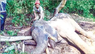  ?? SUPPLIED ?? A man stands over a deceased elephant in Mondulkiri province.