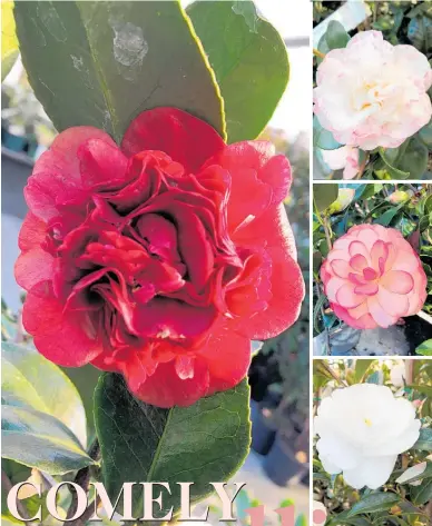  ?? ?? Clockwise from main, Camellia Takanini is a popular japonica variety; the showy Camellia Margaret Davis has peony-like blooms; Camellia Waterlily is a hybrid with medium-size formal double blooms of bright pink; Sasanqua varieties such as Early Pearly are the first to flower in the camellia season.