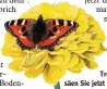  ?? Foto: dpa ?? Trotzen Sie dem Wetter und säen Sie jetzt Zinnien aus.