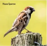  ??  ?? House Sparrow