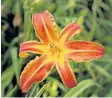  ??  ?? September is the ideal time to divide and plant perennials such as this beautiful daylily.