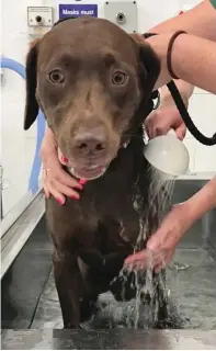  ??  ?? Rescue: Penny, above, and Zoe, right, were cooled in an ice bath