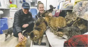  ?? JASON PAYNE ?? Eyal Lichtmann, executive director of RAPS cat sanctuary, and Shena Novotny, manager of the adoption centre and cat sanctuary, spend quality time with some of their feline boarders last week in Richmond.