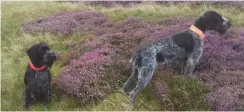  ??  ?? Mr Hudson’s German wirehaired pointers on duty on the grouse moor