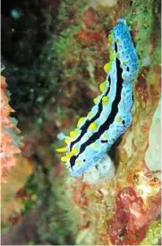  ??  ?? a colourful nudibranch or sea slug at the Sinandigan Wall dive site.