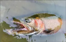  ?? James Swearingen ?? This steelhead trout was caught and released in a Pennsylvan­ia tributary of Lake Erie this month.