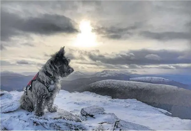  ??  ?? 0 Two-year-old cairn terrier Oran – who has already scaled the summits of 39 Munros alongside his owner, Chris Nelson – on Beinn Dorain in Argyll