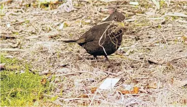  ?? PHOTO: BEN PEARSE ?? Ben Pearse, of St Clair, has been watching this blackbird, one of a pair, busily collecting all shapes and sizes of material for her nest.