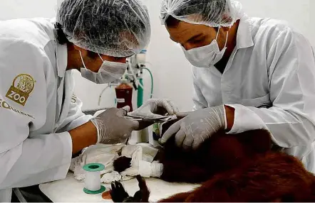  ?? Divulgação ?? Animais costumam ser as primeiras vítimas; doença atinge espécies com risco de extinção, e professor vê ‘desastre’ Em Gramado (RS), macaco recebe atendiment­o em janeiro após ter sido alvo de pedradas por causa da suspeita de febre amarela