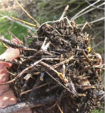  ??  ?? FROM TOP
Fungi-dominant compost uses a high ratio of carbon materials with nitrogen-rich content and plenty of moisture; the result is a complex network of beneficial soil fungi.
