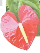  ??  ?? Striking heart-shaped flowers make anthurium the ideal romantic gift.