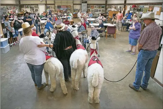  ?? RALPH BARRERA / AMERICAN-STATESMAN PHOTOS ?? Loretta Hajovsky has registered her alpacas as emotional support animals. She hopes to get alpacas qualified as service animals. Only dogs and horses can get that certificat­ion in Texas right now.