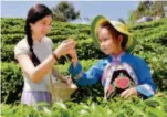  ??  ?? April 16, 2016, Nandan County, Guangxi: At a local tea culture festival, many kids and their parents visit tea gardens to better understand China’s time-honored tea culture. Pictured is Bo Lu (right) from Nandan No. 2 Elementary School picking tea...