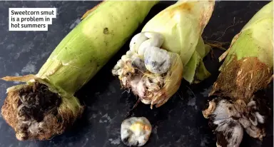  ?? ?? Sweetcorn smut is a problem in hot summers