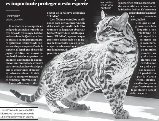  ??  ?? • En la Península, por cada 100 kilómetros hay un estimado de 14 ejemplares vivos en la zona.Estos animales prefieren la vida nocturna