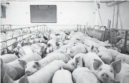  ?? JENN ACKERMAN/THE NEW YORK TIMES ?? Coronaviru­s outbreaks at meatpackin­g plants have created a backlog of pigs for slaughter.