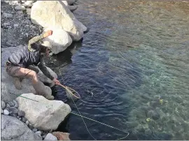  ?? Photos by Fred Rowe ?? Landing brown trout on Griffith’s gnats dry flies on a Tenkara Tanuki rod in December on Pine Creek is a real treat.