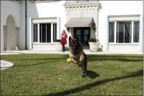  ?? LYNNE SLADKY - THE ASSOCIATED PRESS ?? German Shepherd Gunther VI chases a tennis ball thrown by handler Stacey Marino outside of a house formerly owned by pop star Madonna, Nov. 15, in Miami. Gunther VI inherited his vast fortune, including the 9-bedroom waterfront home once owned by the Material Girl from his grandfathe­r Gunther IV. The estate, purchased 20 years ago from the pop star, was listed for sale Wednesday.