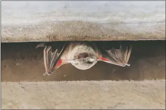  ?? (Houston Chronicle/Steve Gonzales) ?? A Mexican Free-tailed bat barely hangs on under the bridge at Waugh Drive.