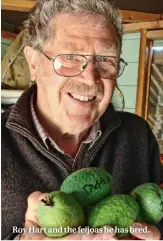  ??  ?? Roy Hart and the feijoas he has bred.