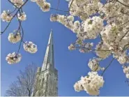  ?? STAFF FILE PHOTO BY ROBIN RUDD ?? Cherry blossoms frame the steeple of the former First Methodist Church near the corner of Georgia and McCallie Avenues. Hamilton County is less religiousl­y diverse than the four other major metropolit­an counties of Tennessee.