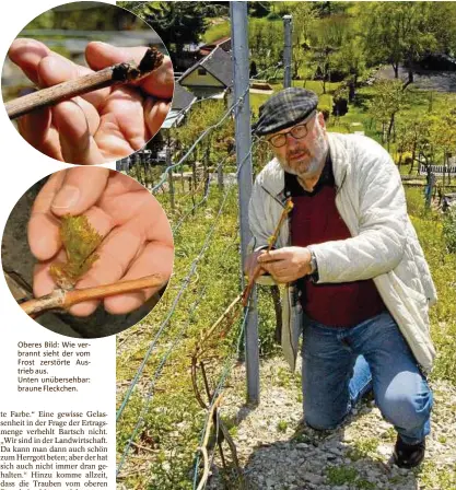  ??  ?? Oberes Bild: Wie verbrannt sieht der vom Frost zerstörte Austrieb aus.
Unten unübersehb­ar: braune Fleckchen. Vereins-Chef Reinhard Bartsch inspiziert gestern am Zwätzener Käuzchenbe­rg Weinstock um Weinstock auf Frostschäd­en. Fotos (): Thomas Stridde