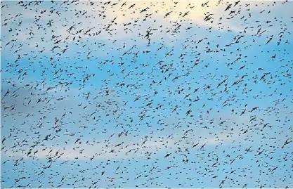  ??  ?? Dibujos en el aire. Con su vuelo errático, los estorninos forman figuras que ahuyentan a sus depredador­es.