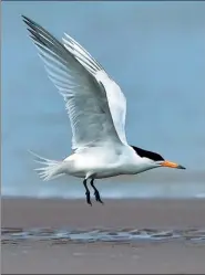  ?? MEI RONGCUN / XINHUA ?? A Chinese crested tern lands on a mudflat near the Mingjiang River estuary in Fuzhou, Fujian province.