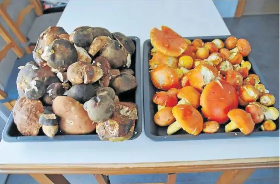  ??  ?? A la izquierda, boletus, el hongo más conocido y popular para los aficionado­s. A la derecha, Amanita Caesarea (gorringo, en euskera).