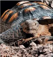  ?? CLARK COUNTY DESERT CONSERVATI­ON ?? Mojave Max is the desert tortoise in Las Vegas who marks the arrival of spring when he emerges from his burrow.