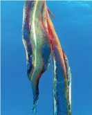  ?? Photograph: Jacinta Shackleton ?? Beware of the blue-bottle stingers the blanket octopus carries.