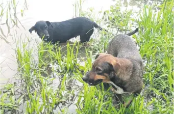  ?? ?? Leona y Pinki, los inseparabl­es compañeros que salvaron a Teodoro Cuéllar y Roberto Ramírez.