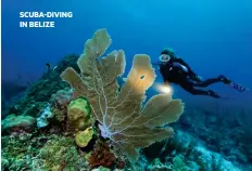  ??  ?? SCUBA-DIVING IN BELIZE