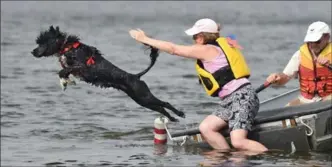  ?? PHOTOS BY MATHEW MCCARTHY, RECORD STAFF ?? Leslie Allain sends Charley of the back of a rowboat during the Portuguese Water Dog Club of Canada water trials at Laurel Creek Conservati­on Area, Sunday.