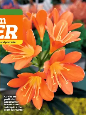  ??  ?? Clivias are particular about winter temperatur­es, so keep in a cool room over winter