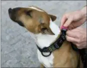  ?? PETR DAVID JOSEK — THE ASSOCIATED PRESS ?? Czech entreprene­ur Robert Hasek attaches a doggy fitness tracker to the collar of his pet bull terrier, during a demonstrat­ion in Prague.