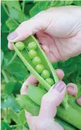  ??  ?? PODCAST: Fresh peas are sweet, crisp and succulent